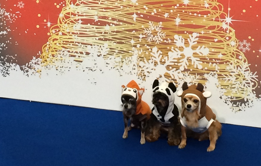 「動物感謝デー2016」に出展いたしました